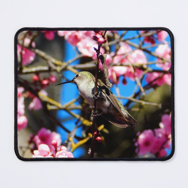 Item preview, Hummingbird Perched in a Plum Blossom Tree designed and sold by KateyMurphy.