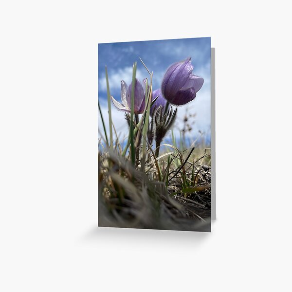 Item preview, Spring is Sprung designed and sold by starsspeak.