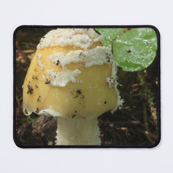 Item preview, Young Amanita with Scales and Wood Sorrel designed and sold by WolfNoodles.