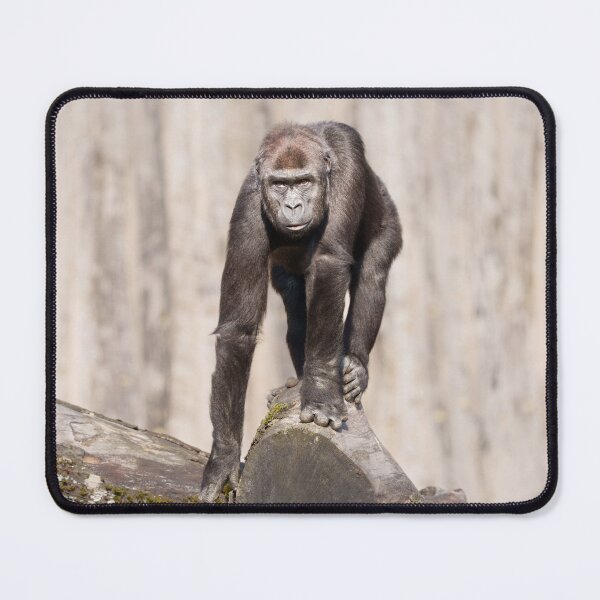 Item preview, Inquisitive Young Gorilla designed and sold by rawshutterbug.