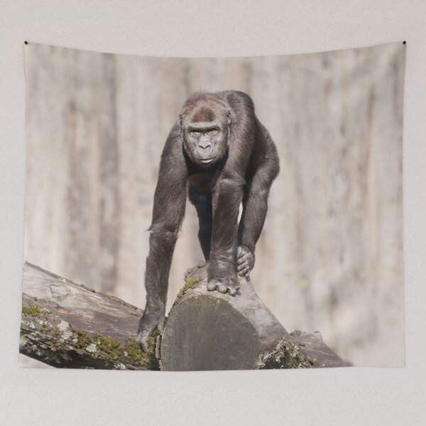 Item preview, Inquisitive Young Gorilla  designed and sold by rawshutterbug.