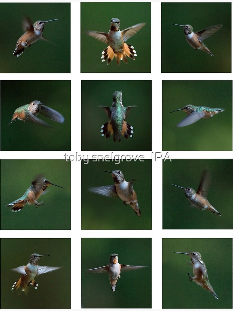 Humming Bird Montage by tobysnelgrove