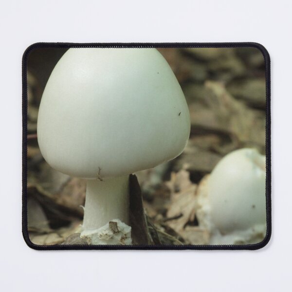 Item preview, Destroying Angel (Amanita bisporigera) Pair designed and sold by WolfNoodles.