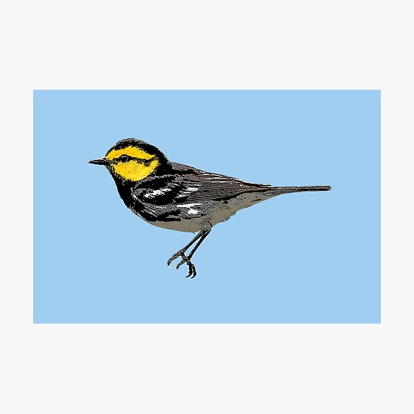 Item preview, Golden-cheeked Warbler Color Design  designed and sold by designsasstultd.