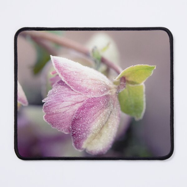 Item preview, Frosty Helleborus designed and sold by Tanya C Smith.