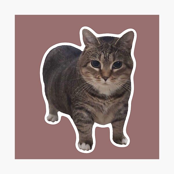 Item preview, MEME - Tiny Cat Standing Confidently (Collection6-12) designed and sold by MetichaiTH.