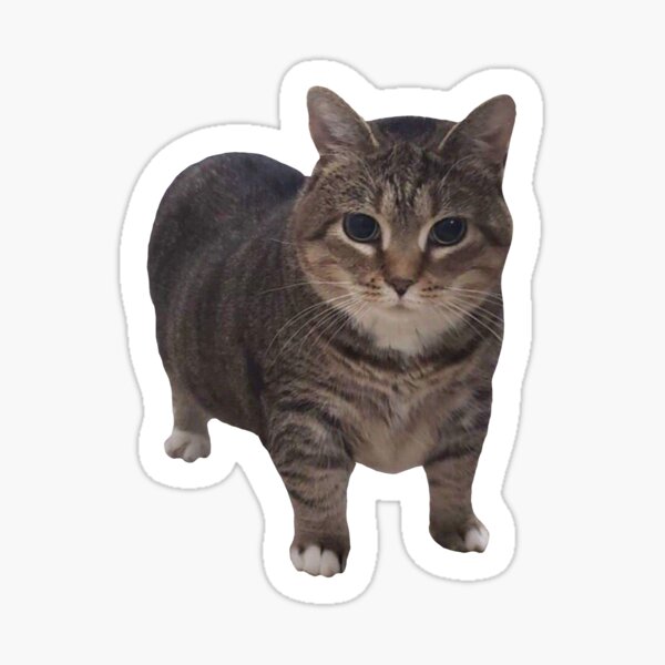 Artikel-Vorschau von MEME - Tiny Cat Standing Confidently (Collection6-12), designt und verkauft von MetichaiTH.