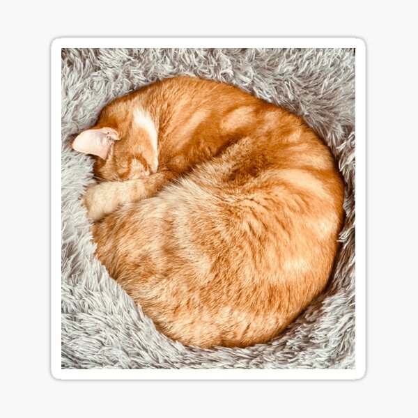 Curled up red haired cat Sticker