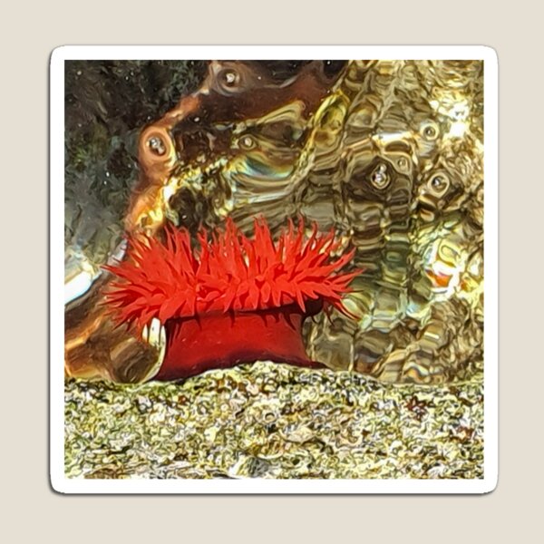 Item preview, Sea Anemone Photography designed and sold by Club-Satini.