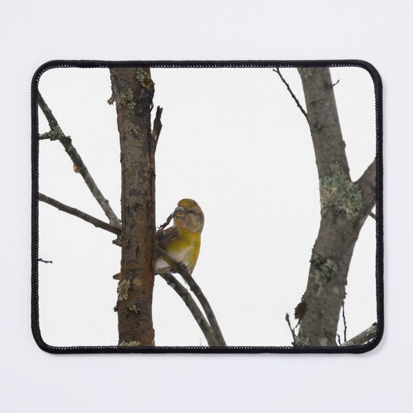 Item preview, Female attractions. Parrot crossbill designed and sold by Jouko Lehto Photography.