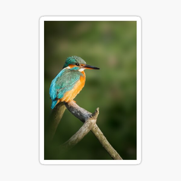Item preview, Morning Jewel: Kingfisher in Golden Light designed and sold by MarvinVHPhoto.
