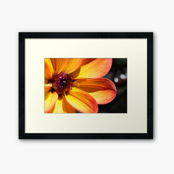 Item preview, Macro dahlia 3 designed and sold by Prince of Nature.