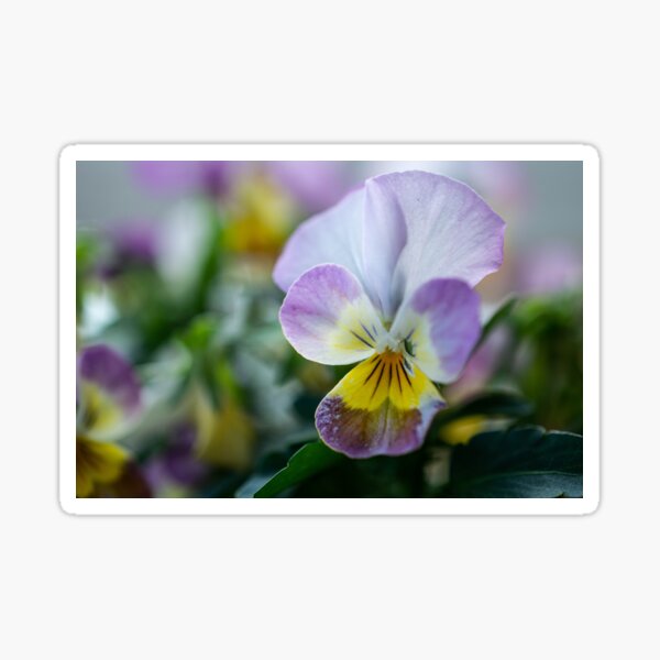 Item preview, Viola designed and sold by Prince of Nature.