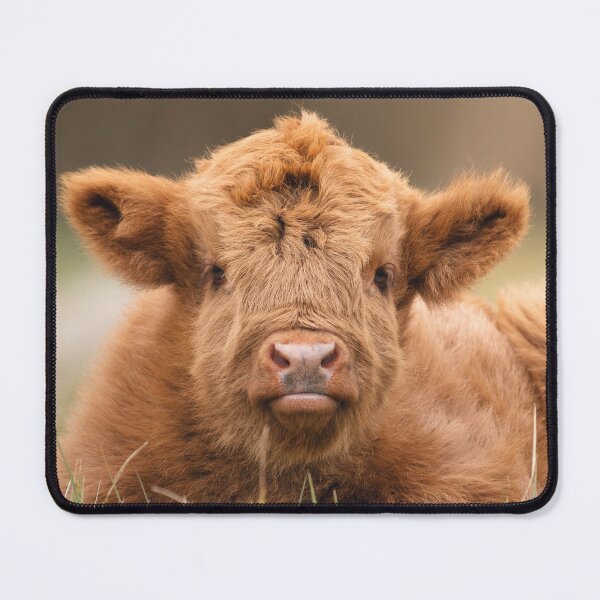 Item preview, Meet the Adorable Highland Calf designed and sold by MarvinVHPhoto.