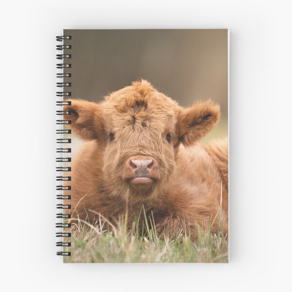 Item preview, Meet the Adorable Highland Calf designed and sold by MarvinVHPhoto.
