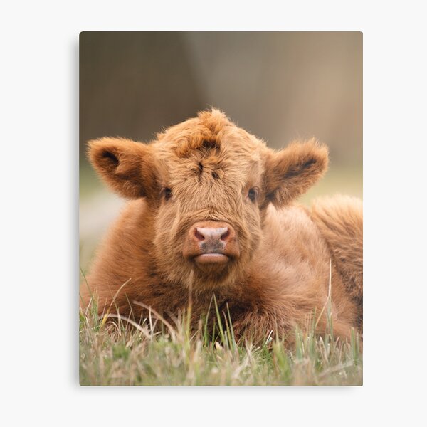 Item preview, Meet the Adorable Highland Calf designed and sold by MarvinVHPhoto.