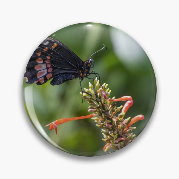 Item preview, Ruby-Spotted Swallowtail in Washington DC designed and sold by jrtwynam.