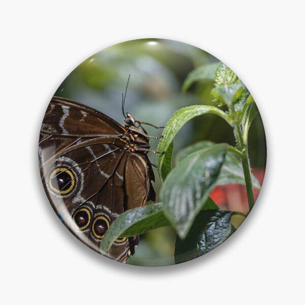 Item preview, Morpho Butterfly at Smithsonian designed and sold by jrtwynam.
