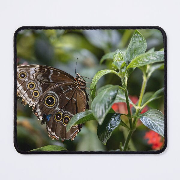 Item preview, Morpho Butterfly at Smithsonian designed and sold by jrtwynam.