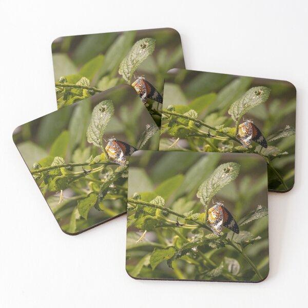 Item preview, Leopard Lacewing Butterfly Display designed and sold by jrtwynam.