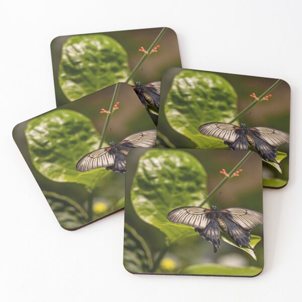 Item preview, Papilio Memnon at Smithsonian designed and sold by jrtwynam.