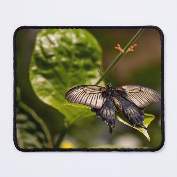 Item preview, Papilio Memnon at Smithsonian designed and sold by jrtwynam.