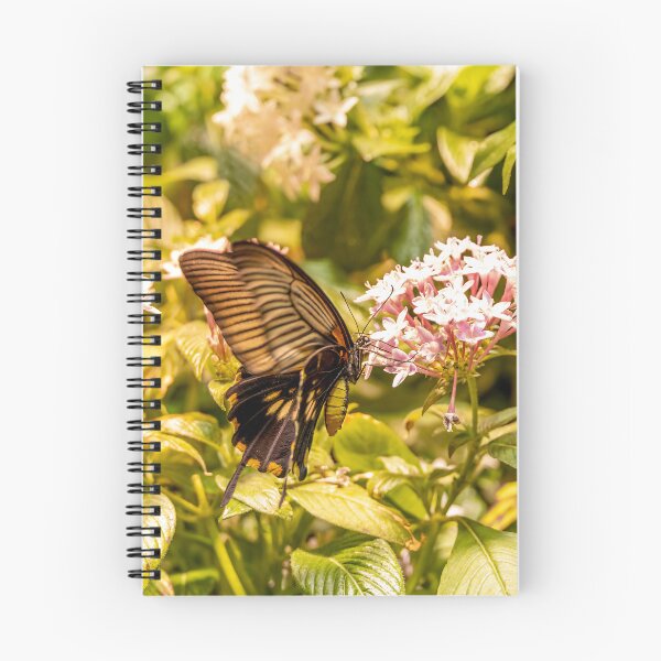Item preview, Spangle Butterfly at Smithsonian, Washington DC designed and sold by jrtwynam.
