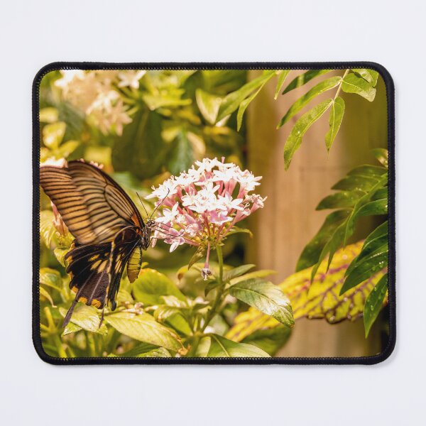Item preview, Spangle Butterfly at Smithsonian, Washington DC designed and sold by jrtwynam.