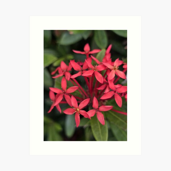 Item preview, Flowers  designed and sold by CJcaptures.