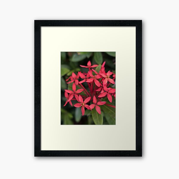 Item preview, Flowers  designed and sold by CJcaptures.