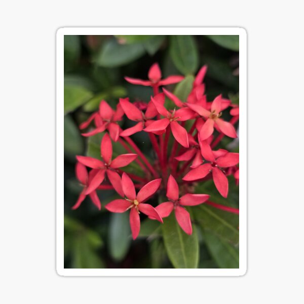 Item preview, Flowers  designed and sold by CJcaptures.