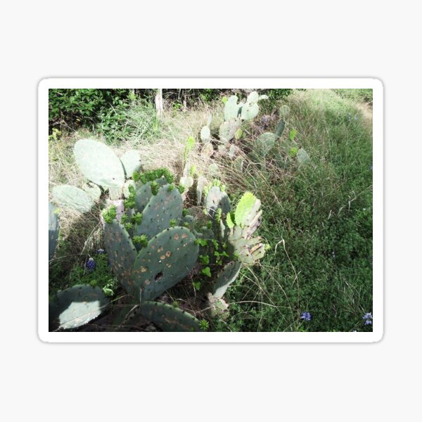 Item preview, Cacti in Texas designed and sold by The Cat Down the Road.