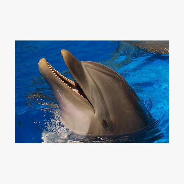 Item preview, Dolphin designed and sold by woolleyfir.