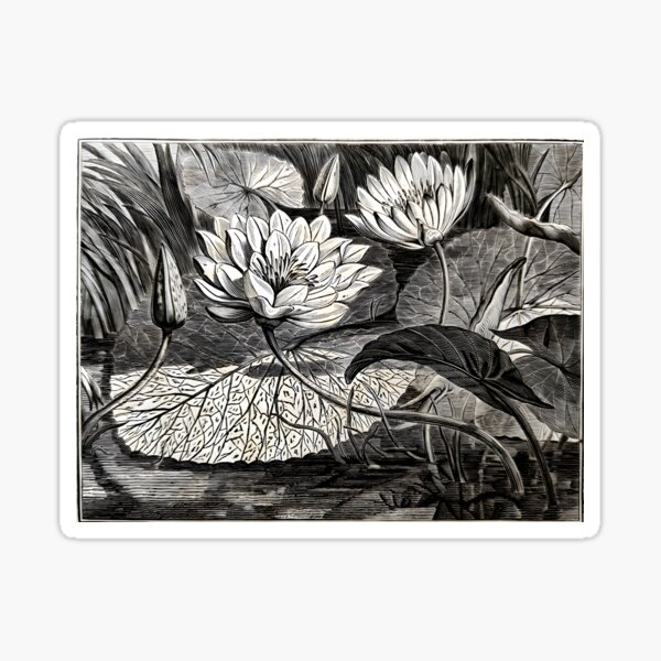 Item preview, Antique Water Lillies Ink block print designed and sold by Things and stuff.