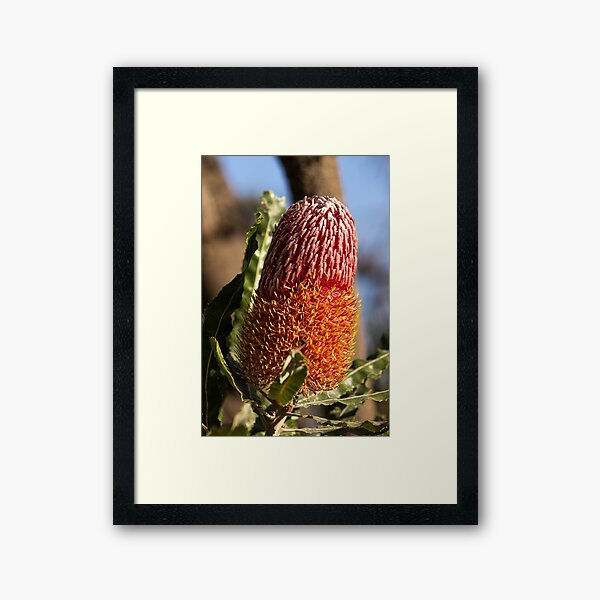 Item preview, Banksia menziesii designed and sold by Matt Fricker.