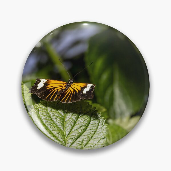 Item preview, Heliconius Xanthocles Butterfly Display designed and sold by jrtwynam.