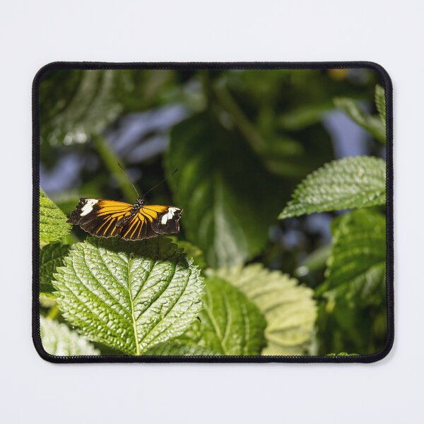 Item preview, Heliconius Xanthocles Butterfly Display designed and sold by jrtwynam.