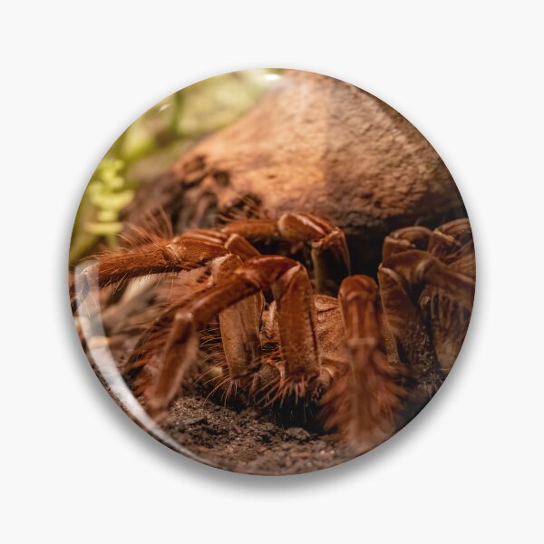 Item preview, Mexican Orange-Kneed Tarantula Display designed and sold by jrtwynam.