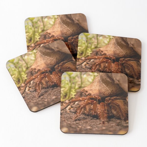 Item preview, Mexican Orange-Kneed Tarantula Display designed and sold by jrtwynam.