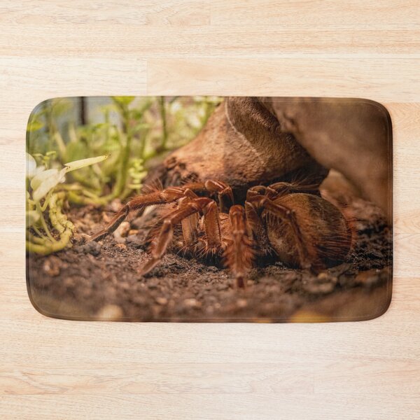Item preview, Mexican Orange-Kneed Tarantula Display designed and sold by jrtwynam.