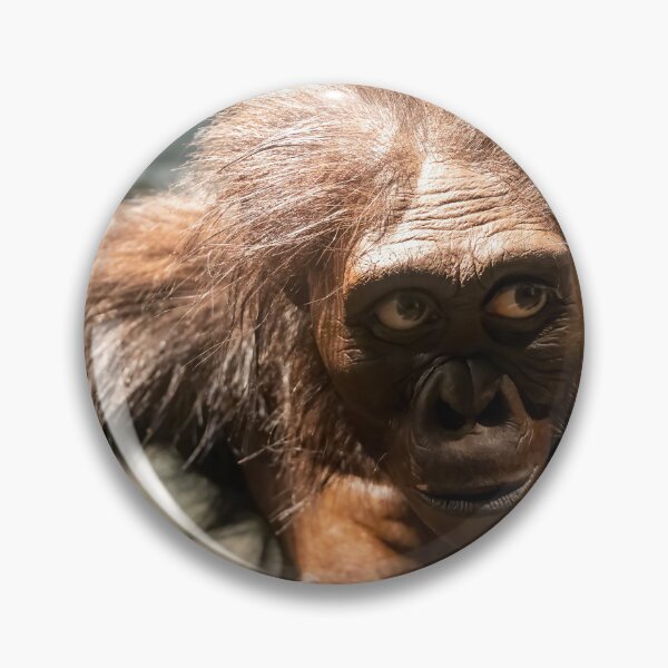 Item preview, Australopithecus afarensis Exhibit designed and sold by jrtwynam.