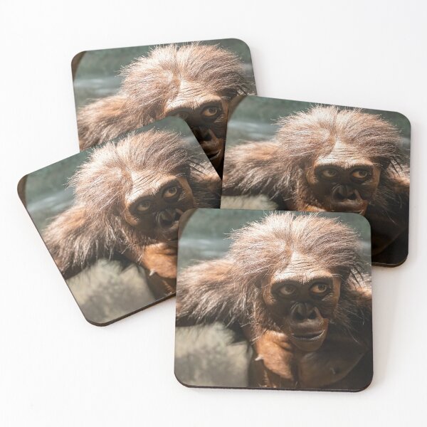 Item preview, Australopithecus afarensis Exhibit designed and sold by jrtwynam.