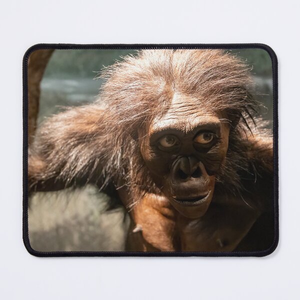 Item preview, Australopithecus afarensis Exhibit designed and sold by jrtwynam.