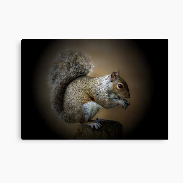 Item preview, The Majestic Squirrel designed and sold by Theonebespoke.