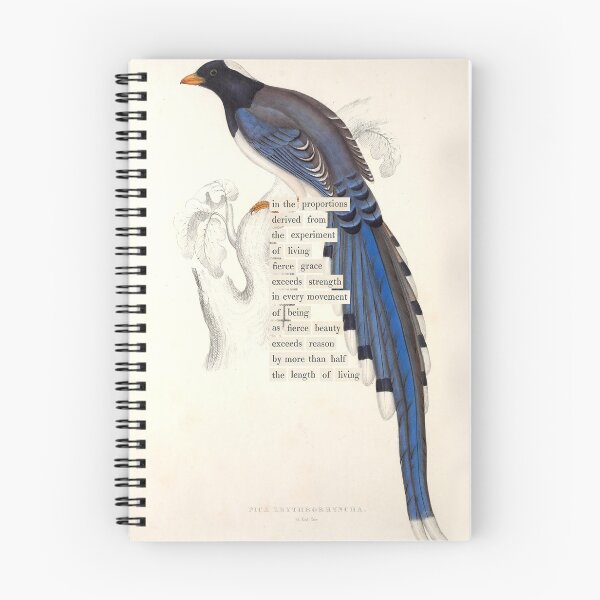 Item preview, Bird Divination: Pica Erythrorhyncha (almanacofbirds.org) designed and sold by mariapopova.
