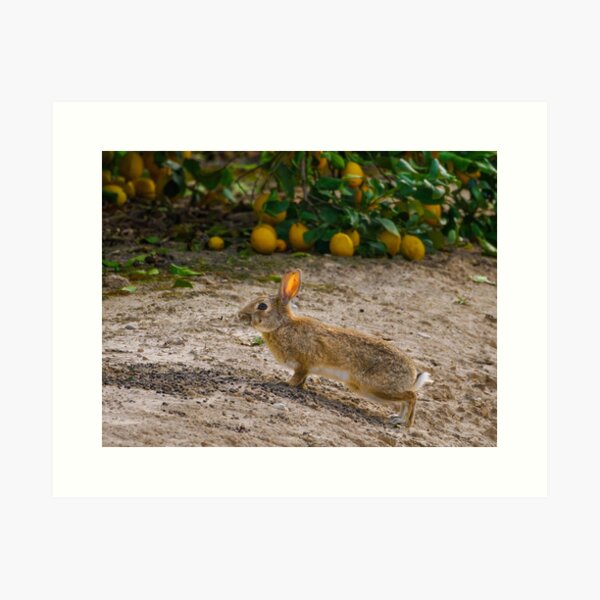 Item preview, Limon Lepus designed and sold by Ralph Goldsmith.