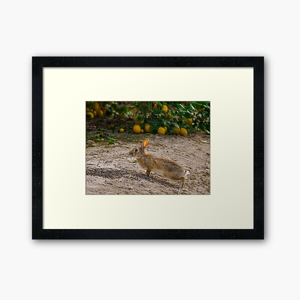 Item preview, Limon Lepus designed and sold by Ralph Goldsmith.