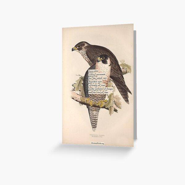 Item preview, Bird Divination: Peregrine Falcon (almanacofbirds.org) designed and sold by mariapopova.
