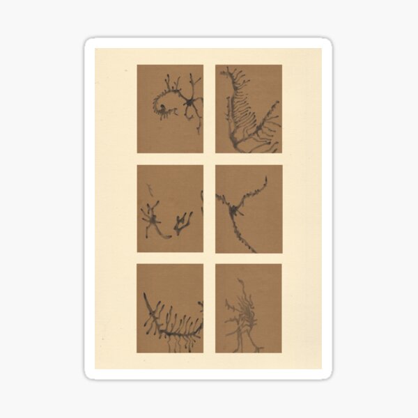 Vista previa del artículo con la obra «Dibujos de caminos de escarabajos de corteza», diseñado y vendido por fishboii.