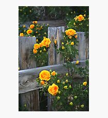 Renegade Roses Photographic Print